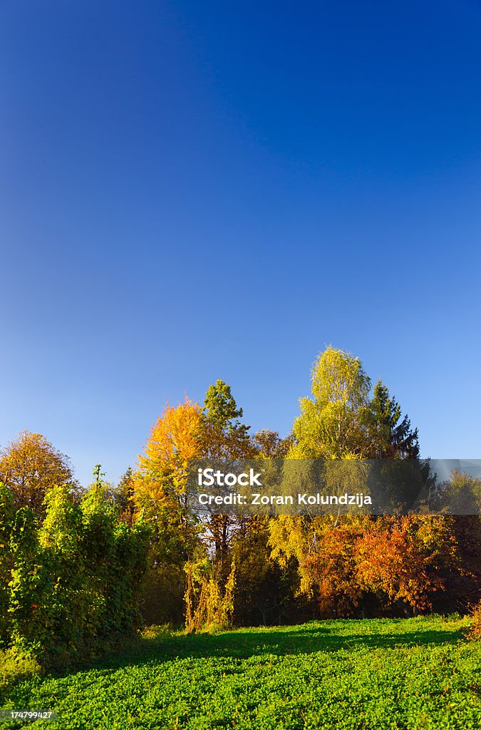 Meadow Bäumen und sky - Lizenzfrei Ausgedörrt Stock-Foto