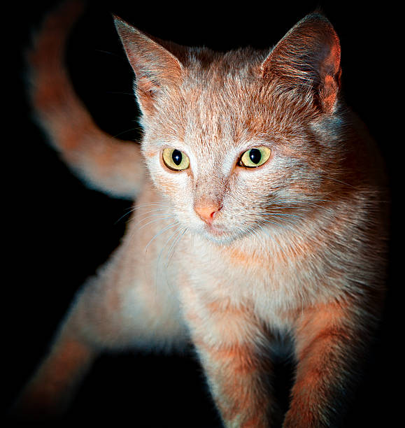 istock Homeless little stray cat at night 174799565