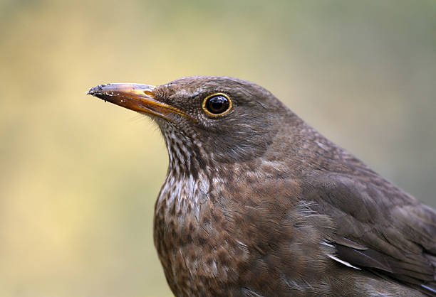 istock Female Common Blackbird (Turdus merula) Portrait 174799652