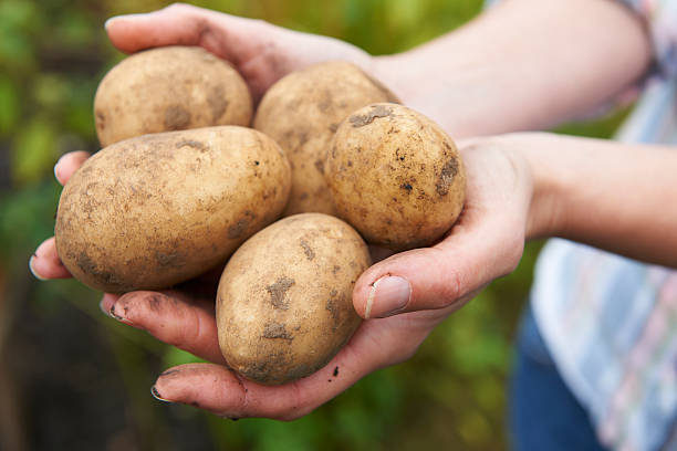 istock Woman Holding Home Grown Potatoes 174799776
