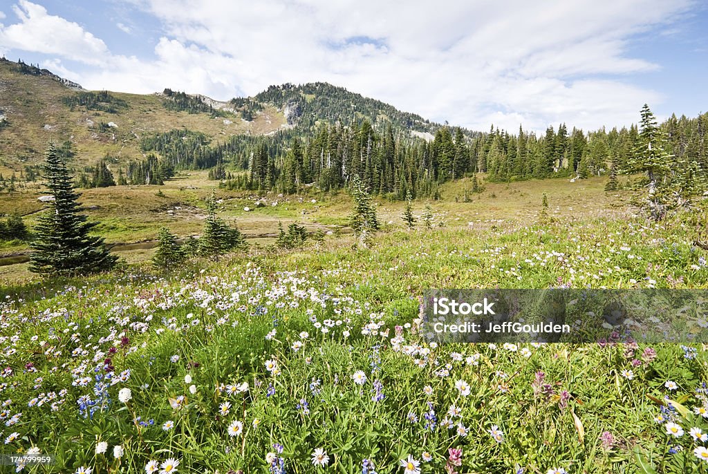 Wildflowers in an Alpine Meadow For a few weeks every year, the meadows of Mount Rainier are filled with an amazing variety of wildflowers. The earliest blooms come as the last of the winter snow is melting. Depending on elevation, summer weather and the amount of snow, the blooming season can be July through September. This photograph was taken in September at Spray Park in Mount Rainier National Park, Washington State, USA. Beauty In Nature Stock Photo