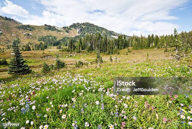 Wildflowers In An Alpine Meadow Stock Photo - Download Image Now - Beauty In Nature, Blossom, Botany