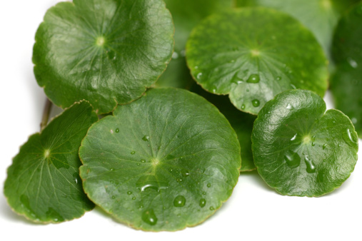 Asiatic Pennywort or Gotu Kola leaf herb alternative medicine for arthritis on white (Centella asiatica)