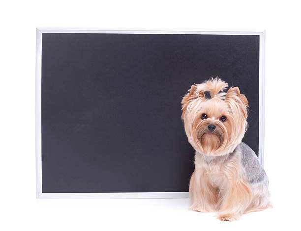 istock Dog sitting in front of a chalkboard 174800371