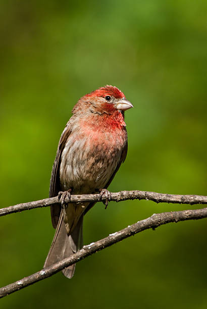 istock Male House Finch 174800382