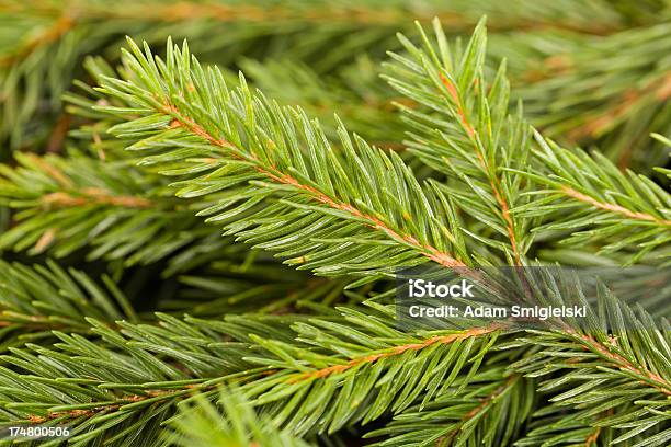 クリスマスクリスマスツリー - アウトフォーカスのストックフォトや画像を多数ご用意 - アウトフォーカス, カットアウト, クリスマス