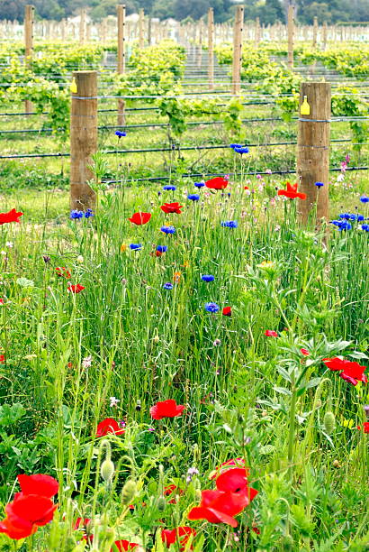 istock Wild flowers along the edge of a vineyard 174800626