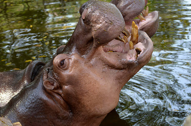 hipopotam. - hippopotamus animal teeth large dirty zdjęcia i obrazy z banku zdjęć