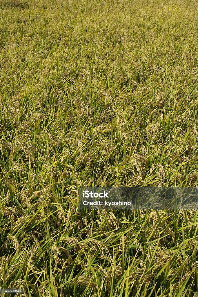 Paddy поле - Стоковые фото Азиатского и индийского происхождения роялти-фри