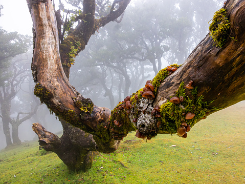 The tree was lying on the floor in a Forest of Madeira