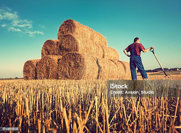 農家のフィールド - 小麦のストックフォトや画像を多数ご用意 - 小麦, 干草用熊手, 1人