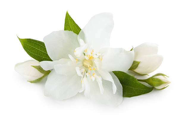 A close-up of a jasmine flower