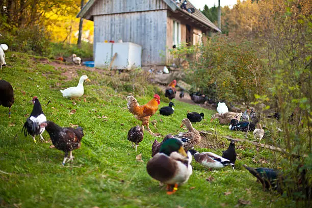 "Some birds on a farm including hens, roosters and ducks."