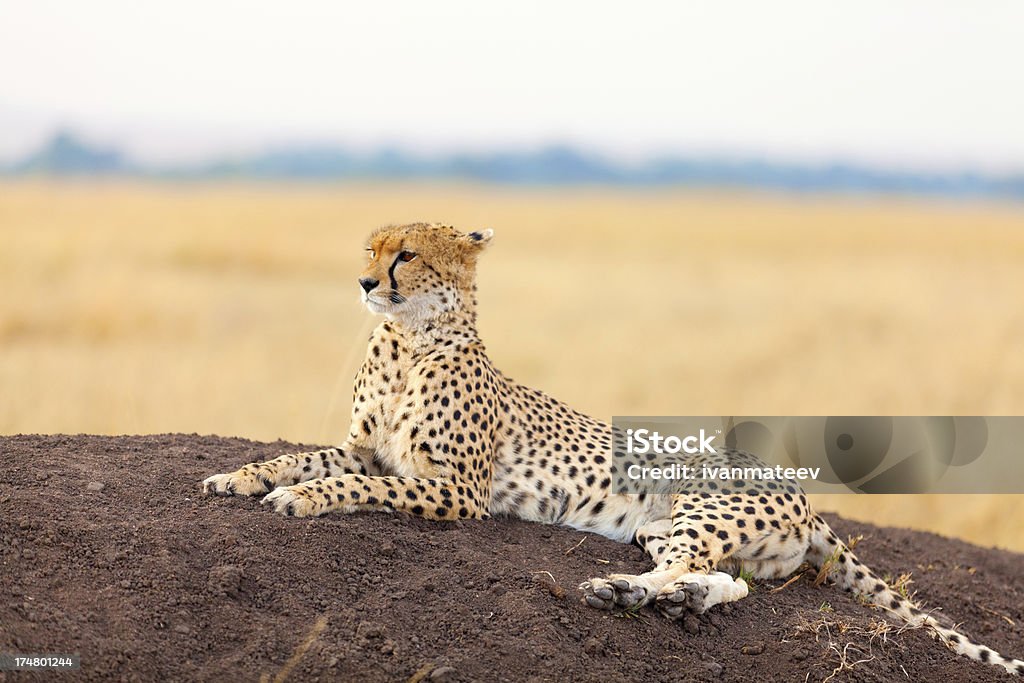 Männliche Gepard in Masai Mara - Lizenzfrei Afrika Stock-Foto