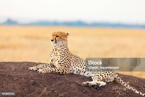 Männliche Gepard In Masai Mara Stockfoto und mehr Bilder von Afrika - Afrika, Fotografie, Gepard