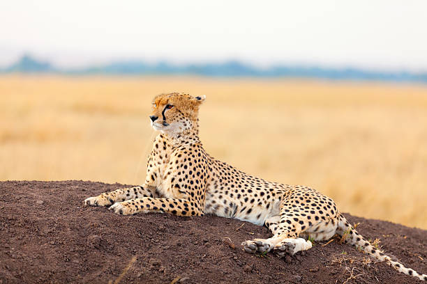 istock Male cheetah in Masai Mara 174801244