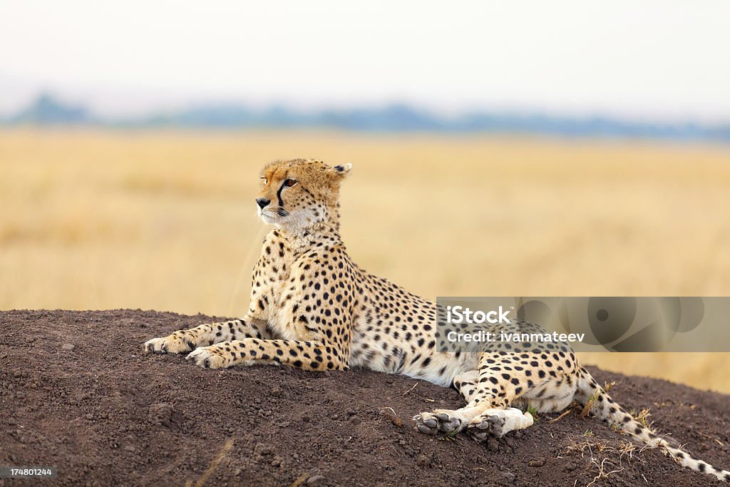 Mężczyzna Gepard w Masai Mara - Zbiór zdjęć royalty-free (Afryka)