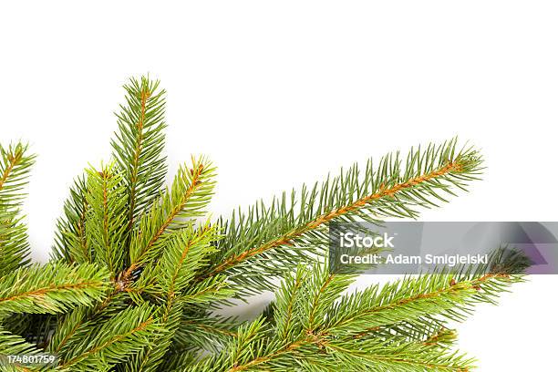 크리스마스 잔가지 데커레이션 0명에 대한 스톡 사진 및 기타 이미지 - 0명, 가문비나무, 계절
