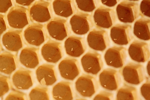 pszczoła jaj - bee eeg animal nest beehive zdjęcia i obrazy z banku zdjęć