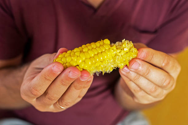 man finishes a pumpkin of sweet corn with both hands