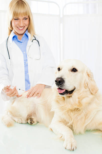 istock Smiling Vet Giving a vaccine to dog. 174801986
