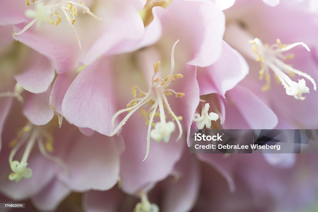 Cerezos en flor Tropical - Foto de stock de Allan Gardens libre de derechos