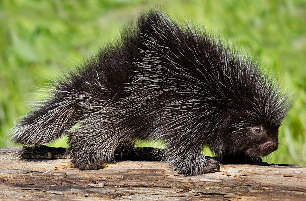 istock Baby Porcupine 174802022