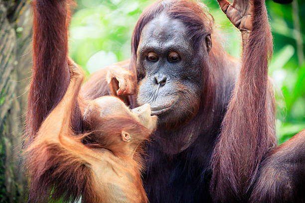 오랑우탄 구슬눈꼬리, 아기 - young animal orangutan mother ape 뉴스 사진 이미지