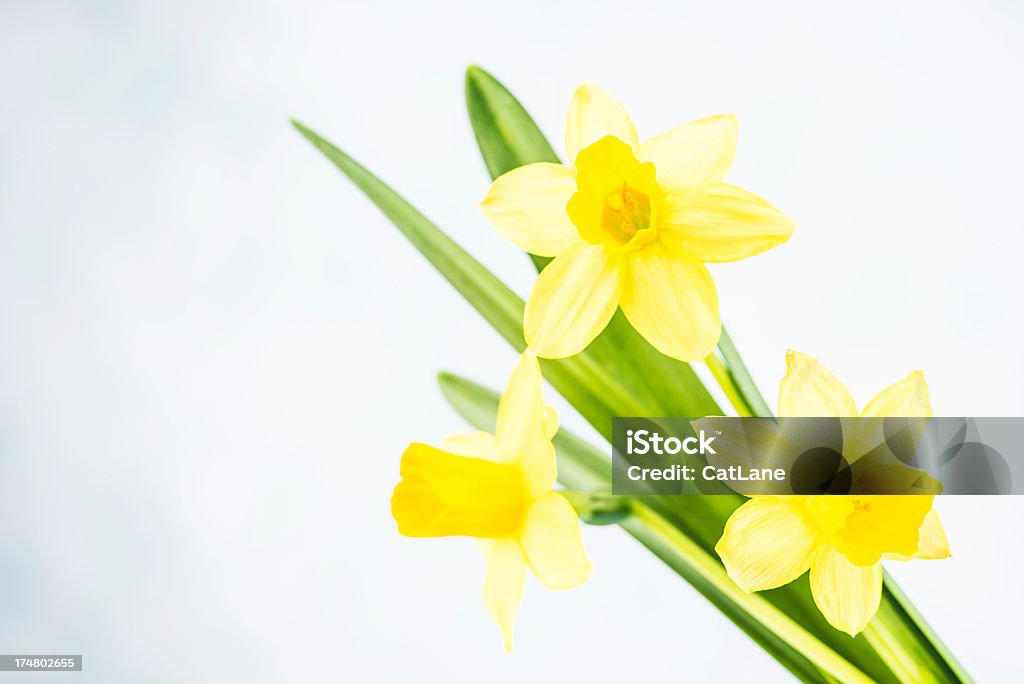 Daffodils Pasqua con spazio copia - Foto stock royalty-free di Bellezza naturale