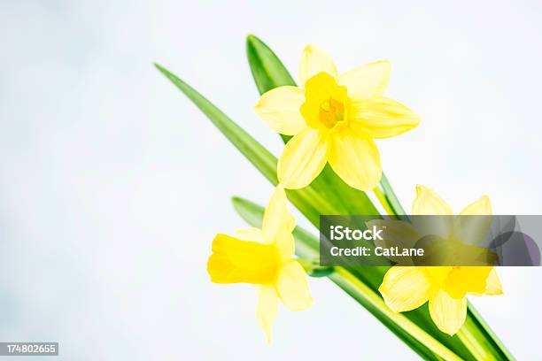 Daffodils Pasqua Con Spazio Copia - Fotografie stock e altre immagini di Bellezza naturale - Bellezza naturale, Capolino, Colore brillante