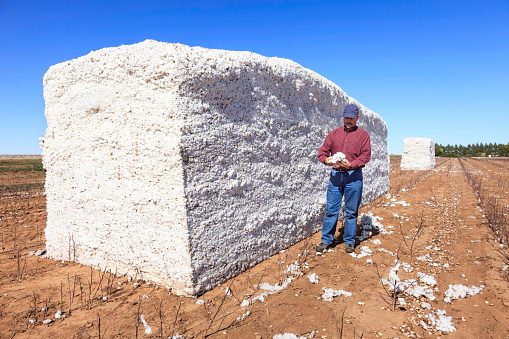 farmer inspects cotton in harvested cotton module