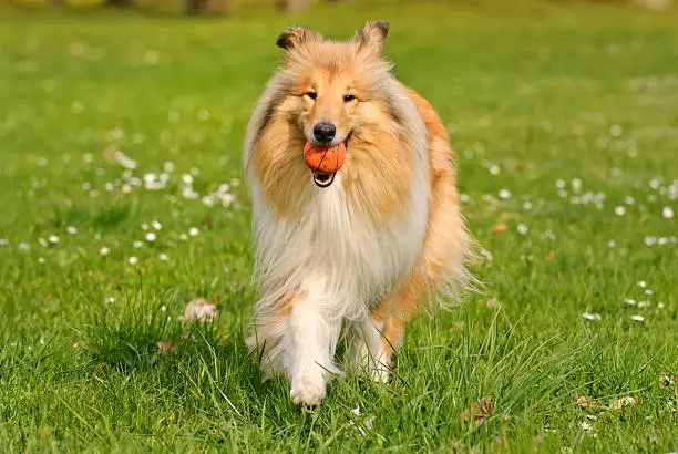 Collie dog playing with a ball.