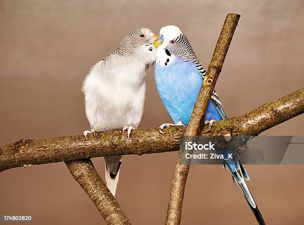 Dois Budgies - Fotografias de stock e mais imagens de Amizade - Amizade, Amor, Animal