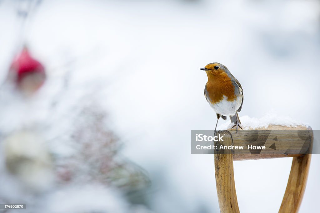 ロビン（Erithacus rubecula ) - ヨーロッパコマドリのロイヤリティフリーストックフォト