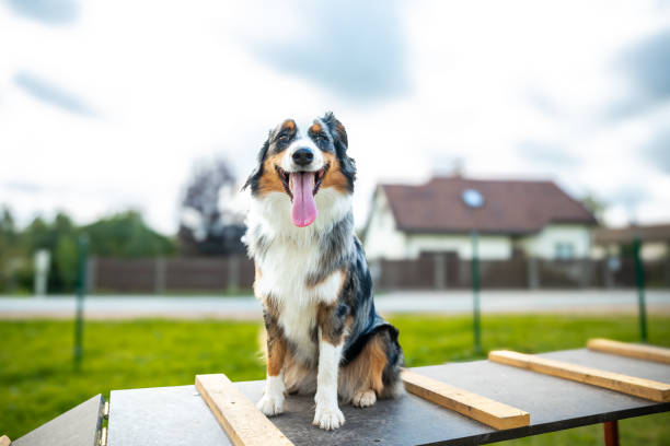 istock Australian Shepherd enjoying his time in the backyard 1748030321