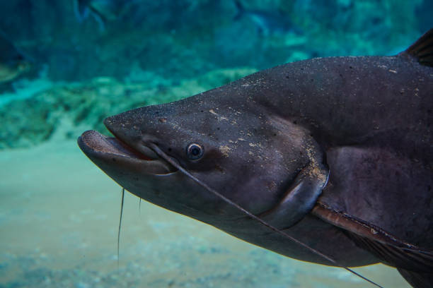 istock Catfish swimming on the pond 1748030827