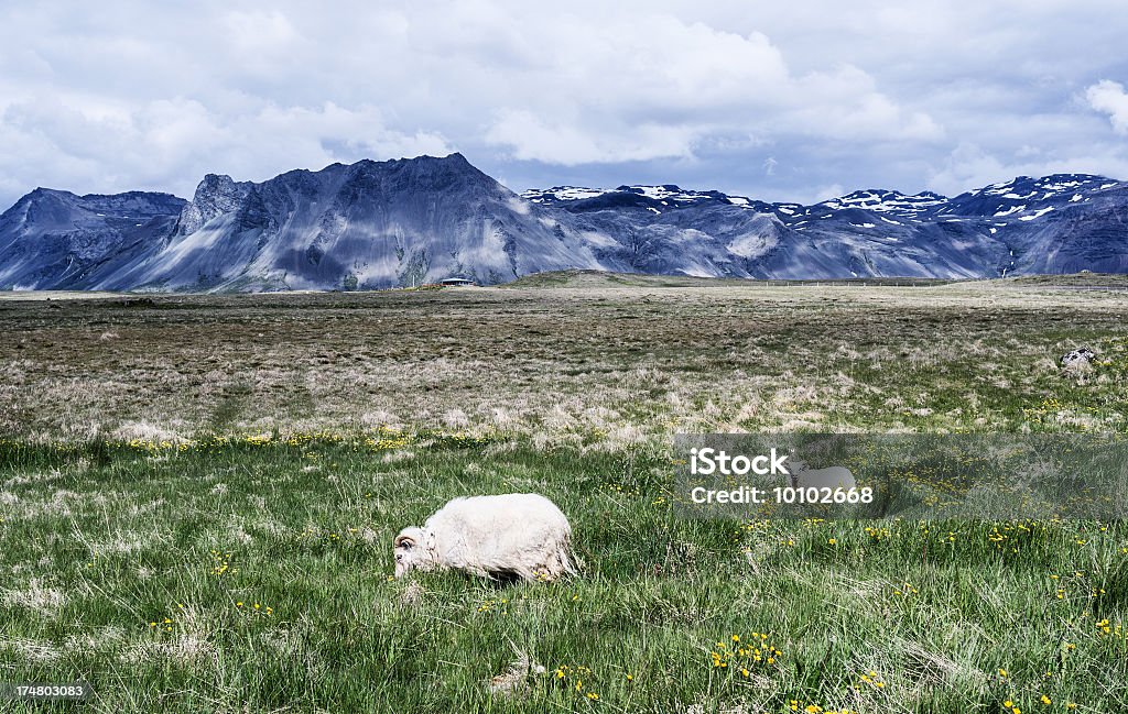 Sheep Sheep eating grass with volcanic mountain in the background, shot in Iceland Iceland Stock Photo