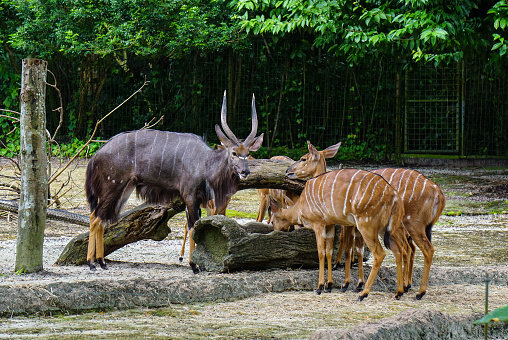 Group of deers feeding at sunny day in the zoo.