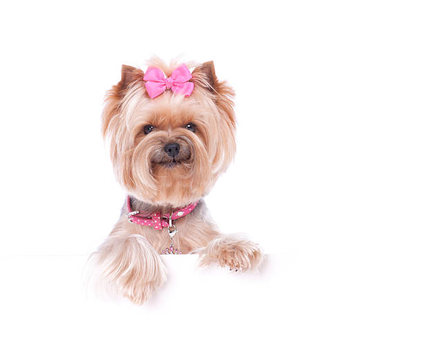 yorkshire terrier tenant un panneau vierge - dog rose photos et images de collection