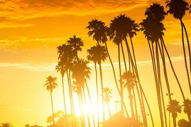 árvore de palma ao pôr do sol, na califórnia, eua - venice califórnia - fotografias e filmes do acervo