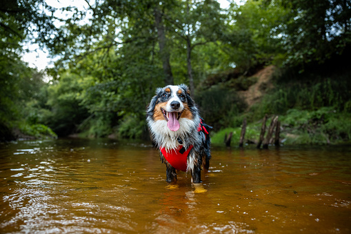Border collie in life vest is standing in the water. He loves water and he jump for stick.
