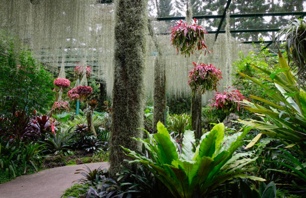 ботанический сад сингапура - 2808 стоковые фото и изображения