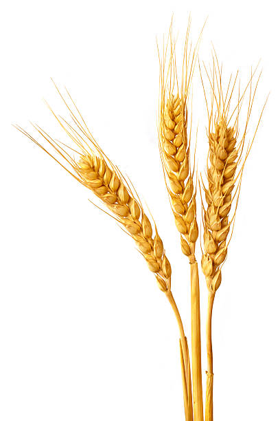 wheat уши - corn corn crop corn on the cob isolated стоковые фото и изображения