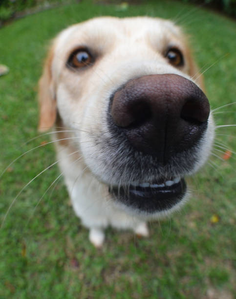 istock a labrador dog sniffing the camera lens 1748037398