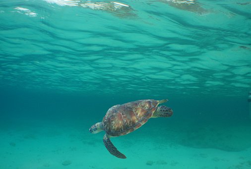 a green sea turtle swimming on a reef on an island in the caribbean sea