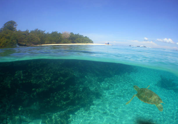 istock a green sea turtle swimming on a reef 1748037932