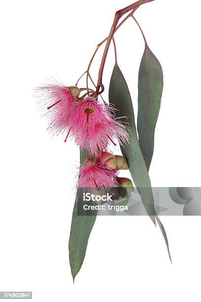 Eucalipto Ramo E Flores - Fotografias de stock e mais imagens de Eucalipto - Eucalipto, Flor, Botão - Estágio de flora