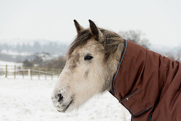 завернитесь теплой зимой - horse dapple gray gray winter стоковые фото и изображения