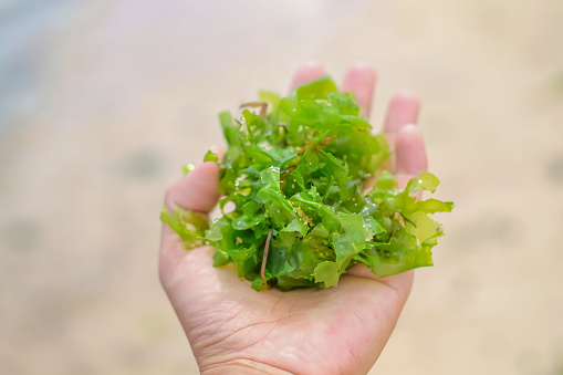 Close-up shot of unrecognizable hand holding fresh green seaweed