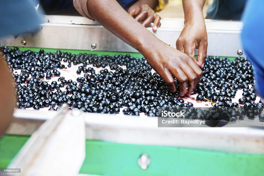 Mão Ordenar preto uvas no Estabelecimento Vinícola Correia Transportadora - Royalty-free Adega Foto de stock